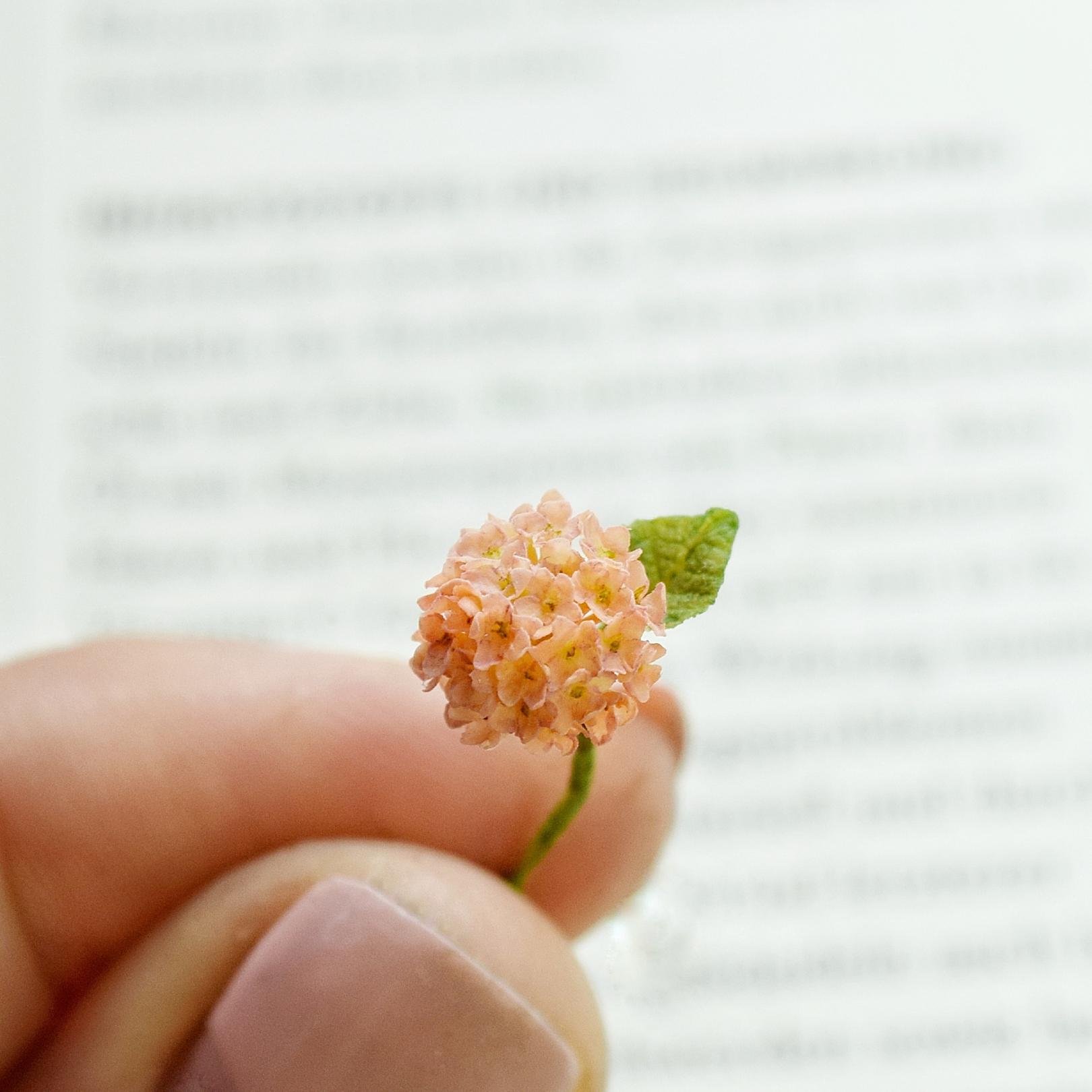 Hydrangea flowers. Pink