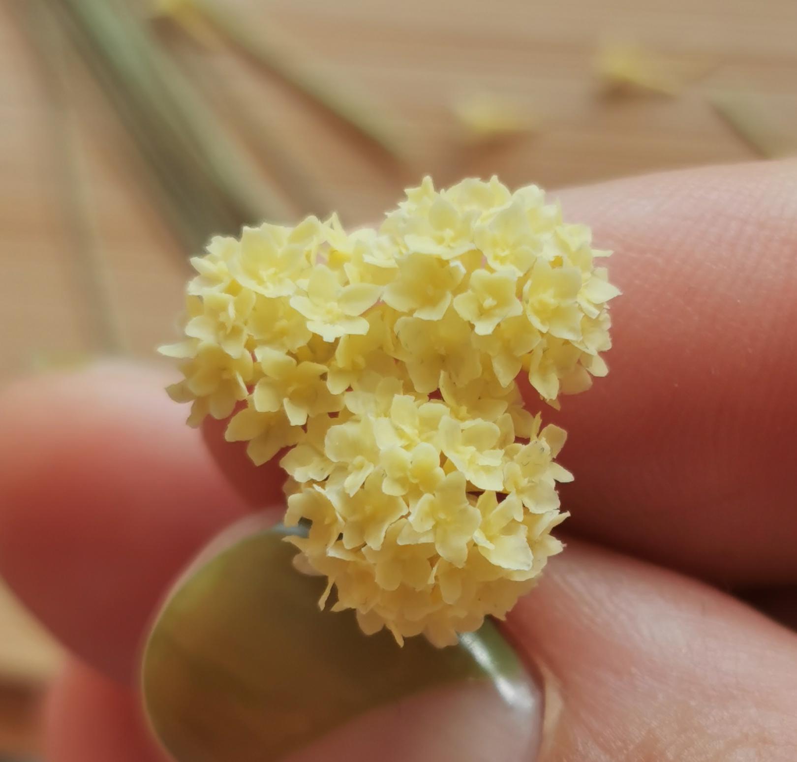 Hydrangea flowers. Yellow