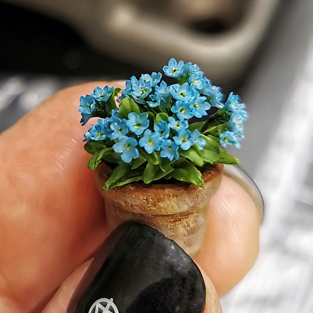 Forget-me-nots in a pot