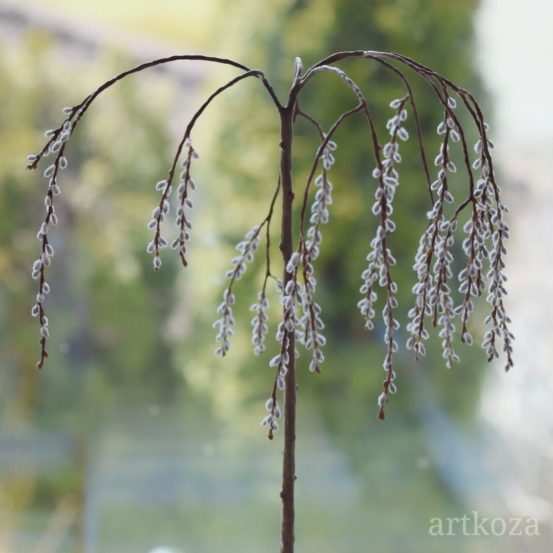 Miniature pussy willow tree